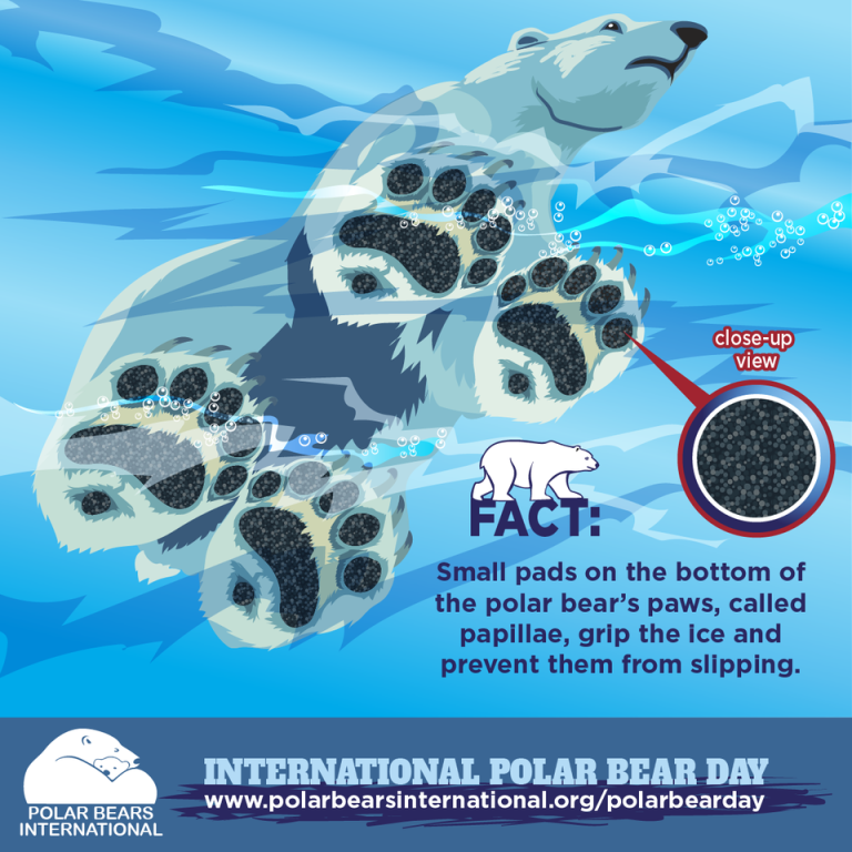 International Polar Bear Day Pole to Pole campaign